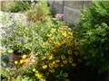 rudbekia